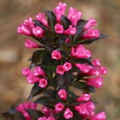 Spilled Wine® Weigela Shrub -Garden Plant Store Spilled Wine Weigela 4 FGT
