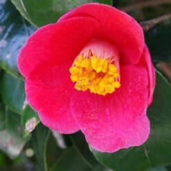 Spring's Promise Camellia Shrub 8 Spring's Promise Camellia Shrub -Garden Plant Store Springs Promise Camellia 1 FGT