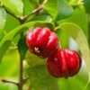 Star Cherry Tree (Pitanga) -Garden Plant Store Star Cherry FGT 600x600 f143a9b6 ebfe 4840 bad7 417d61a625e0
