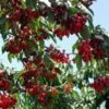 Stella Cherry Tree -Garden Plant Store Stella Cherry Tree FGT 600x600 8fab12ef 3ed8 43b5 8926 d2f336d15b92