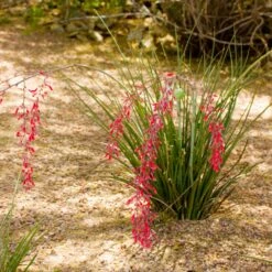 Dwarf Red Yucca Stoplights -Garden Plant Store Stoplights Dwarf Hesperaloe 3