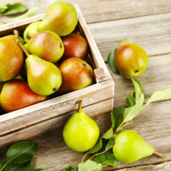 Summercrisp Pear Tree 8 Summercrisp Pear Tree -Garden Plant Store Summercrisp Pear 3 FGT