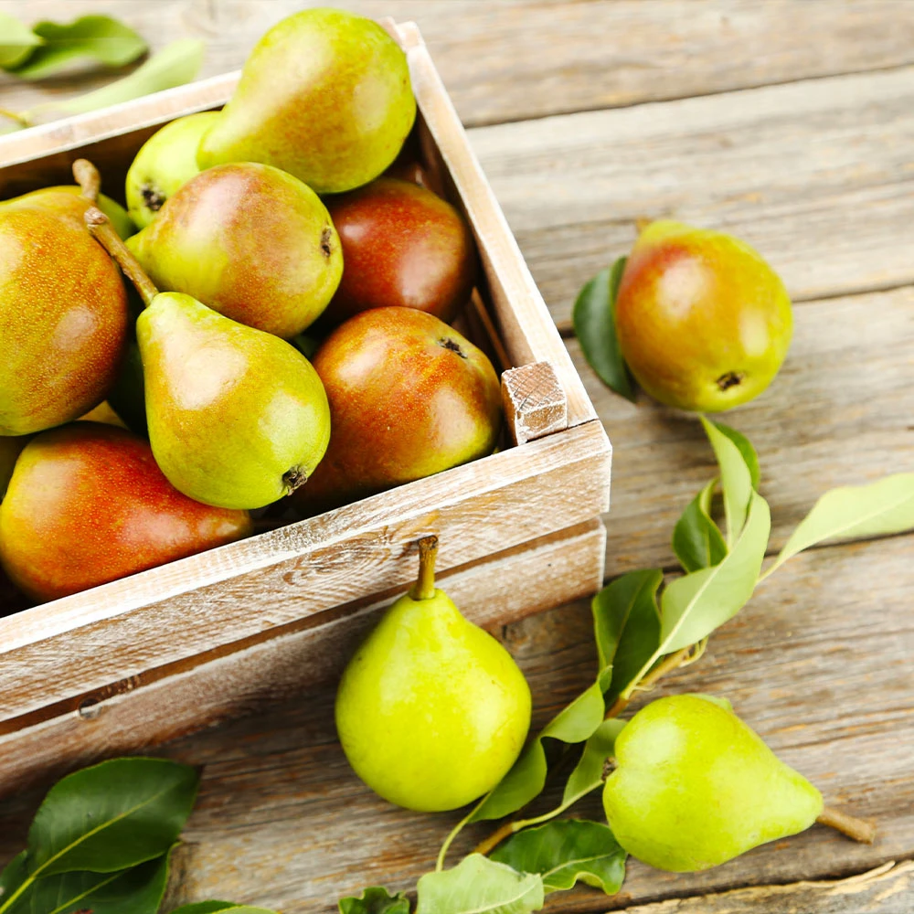 Summercrisp Pear Tree 5 Summercrisp Pear Tree - Image 3