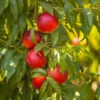 Sunglo Nectarine Tree 2 Sunglo Nectarine Tree -Garden Plant Store Sunglo Nectarine 600x600 5ae169cd dbc8 4f76 9d24 636857ea7eea