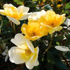 Sunny Knock Out® Rose -Garden Plant Store Sunny knockout rose Shrub 3 FGT