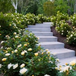 Sunny Knock Out® Rose -Garden Plant Store Sunny knockout rose Shrub 7 FGT