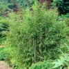 Sunset Glow Bamboo 2 Sunset Glow Bamboo -Garden Plant Store Sunset Glow Bamboo 3 450w
