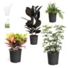 Sunset Hues House Plant Kit 1 Sunset Hues House Plant Kit -Garden Plant Store Sunset Hues 600x600 09c4e47d f0fa 4e6c 8fd4 ef6a6b279a0c