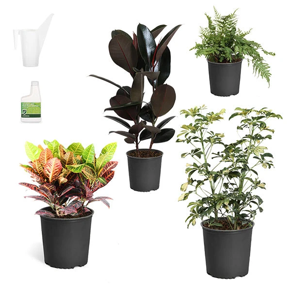 Sunset Hues House Plant Kit 2 Sunset Hues House Plant Kit