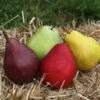 3-in-1 Pear Surprise Tree 1 3-in-1 Pear Surprise Tree -Garden Plant Store Suprise Pear 600x600 72e77b94 c6a5 41aa a4ab ff50c142a903