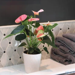 Pink Anthurium 11 Pink Anthurium -Garden Plant Store Sweet Dream Pink Anthurium 2