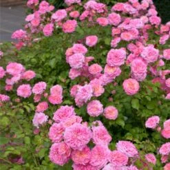 Sweet Drift® Rose -Garden Plant Store Sweet Drift Rose 1