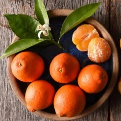 Tangelo Tree 11 Tangelo Tree -Garden Plant Store Tangelo 1 FGT