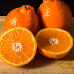 Tangelo Tree 13 Tangelo Tree -Garden Plant Store Tangelo 3 FGT