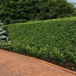 'Techny' Cold Hardy Thuja Tree 7 'Techny' Cold Hardy Thuja Tree -Garden Plant Store Techny Thuja 2