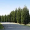 'Techny' Cold Hardy Thuja Tree 1 'Techny' Cold Hardy Thuja Tree -Garden Plant Store Techny Thuja 600x600 1cd3e632 9e45 4859 8915 61aad741ad2b