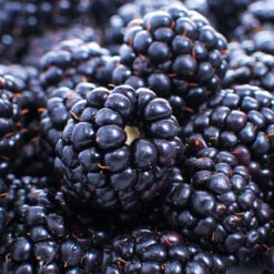 Thornless Blackberry -Garden Plant Store Thornless Blackberry 1