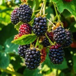 Garden Plant Store -Garden Plant Store Thornless Blackberry 3
