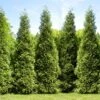 Junior Giant Thuja Tree 2 Junior Giant Thuja Tree -Garden Plant Store Thuja Junior Giant FGT