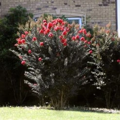 Thunderstruck™ Coral Boom™ Crape Myrtle Tree 9 Thunderstruck™ Coral Boom™ Crape Myrtle Tree -Garden Plant Store Thunderstruck Coral Bloom 2