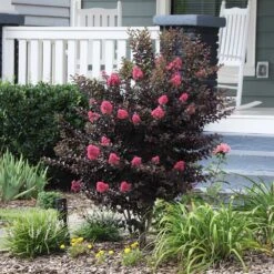 Thunderstruck™ Coral Boom™ Crape Myrtle Tree 8 Thunderstruck™ Coral Boom™ Crape Myrtle Tree -Garden Plant Store Thunderstruck Coral Bloom 6