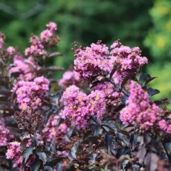 Thunderstruck™ Lavender Blast™ Crape Myrtle Tree 8 Thunderstruck™ Lavender Blast™ Crape Myrtle Tree -Garden Plant Store Thunderstruck Lavender Blast 2 FGT
