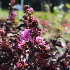Thunderstruck™ Lavender Blast™ Crape Myrtle Tree 9 Thunderstruck™ Lavender Blast™ Crape Myrtle Tree -Garden Plant Store Thunderstruck Lavender Blast 5 FGT