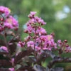 Thunderstruck™ Lavender Blast™ Crape Myrtle Tree -Garden Plant Store Thunderstruck Lavender Blast 600x600 81d57003 73b0 45d7 97c0 81ead196b77d