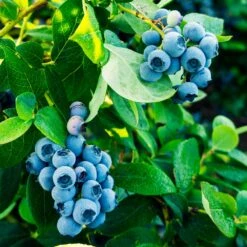 Tifblue Blueberry Bush 10 Tifblue Blueberry Bush -Garden Plant Store TifBlue Blueberry 1