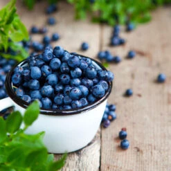 Tifblue Blueberry Bush 9 Tifblue Blueberry Bush -Garden Plant Store TifBlue Blueberry 4