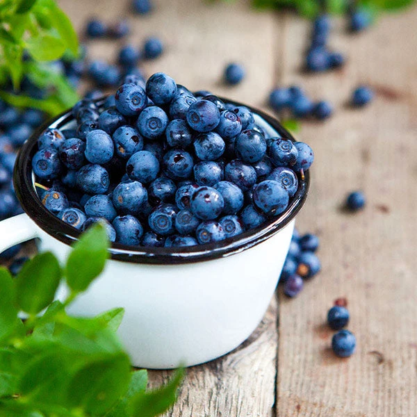 Tifblue Blueberry Bush 3 Tifblue Blueberry Bush