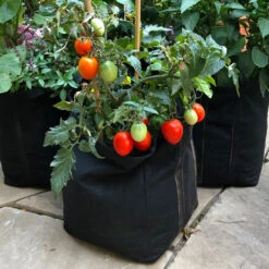 Patio Tomato Garden -Garden Plant Store Tomato Garden kit 1