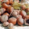 Tonda Di Giffoni Filbert -Garden Plant Store Tonda Hazelnuts 400