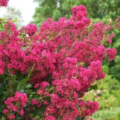 Tonto Crape Myrtle Tree -Garden Plant Store Tonto Crape Myrtle 5 FGT