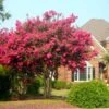 Tonto Crape Myrtle Tree -Garden Plant Store Tonto Crape Myrtle FGT 600x600 33dc26d8 7451 461e 8531 8b6ca167e6fb