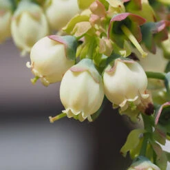 Top Hat Blueberry Bush 10 Top Hat Blueberry Bush -Garden Plant Store TopHat BLueberry 3