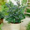 Top Hat Blueberry Bush 1 Top Hat Blueberry Bush -Garden Plant Store Tophat BLueberry FGT 600x600 a5719f76 8f23 4e54 96ff 2e9680dd339f