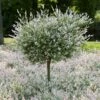 Tri-Color Willow Tree -Garden Plant Store Tri color Willow Tree 600x600 FGT