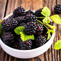 Triple Crown Blackberry Plant - USDA Organic -Garden Plant Store Triple Crown Blackberry 2 f4c1707d 0278 4583 832b 171127df1ba2