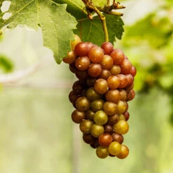 Triumph Muscadine Grapes 7 Triumph Muscadine Grapes -Garden Plant Store Triumph Muscadine 1