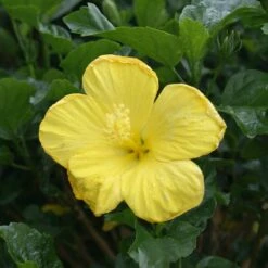 Yellow Tropical Hibiscus Tree 8 Yellow Tropical Hibiscus Tree -Garden Plant Store Tropical Hibiscus Yellow 3