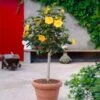 Yellow Tropical Hibiscus Tree 1 Yellow Tropical Hibiscus Tree -Garden Plant Store Tropical Hibiscus Yellow FGT 600x600 fc3eae3c 4fde 45b0 8545 fdf2d03ffcb8