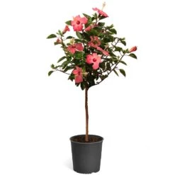 Pink Tropical Hibiscus Tree -Garden Plant Store Tropical Pink Hibiscus 2