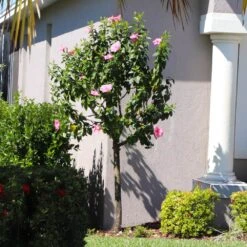 Pink Tropical Hibiscus Tree -Garden Plant Store Tropical Pink Hibiscus 6