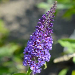 True Blue Butterfly Bush (Tree Form) 11 True Blue Butterfly Bush (Tree Form) -Garden Plant Store True Blue Butterfly 3 BB
