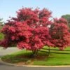 Tuscarora Crape Myrtle -Garden Plant Store Tuscarora Crape myrtle FGT 600x600 84aface4 fad6 4848 bef1 0d52f97667fb