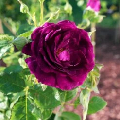 Twilight Rose Shrub -Garden Plant Store Twilight Rose Shrub 1