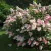 Vanilla Strawberry™ Hydrangea Shrub -Garden Plant Store Vanilla Strawberry Hydrangea FGT 600x600 4867194f d96b 47ef 8e0e 42a2f236ee41