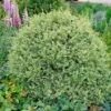 Variegated Boxwood Shrub -Garden Plant Store Variegated Boxwood FGT 600x600 15885245 1f25 4136 b802 41814201f8b5