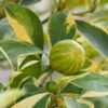 Pink Variegated Eureka Lemon Tree 2 Pink Variegated Eureka Lemon Tree -Garden Plant Store Variegated Pink Eureka FGT 600x600 0ee76bd1 ca18 4743 956b 0425497eb9b3